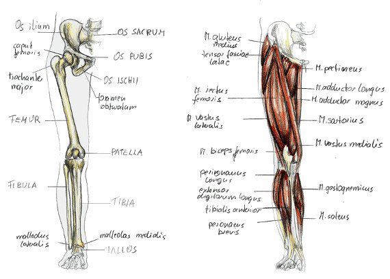 leg muscles and bones with annotations