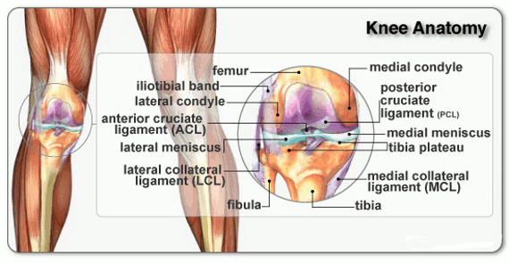 Knee muscles and parts annotated