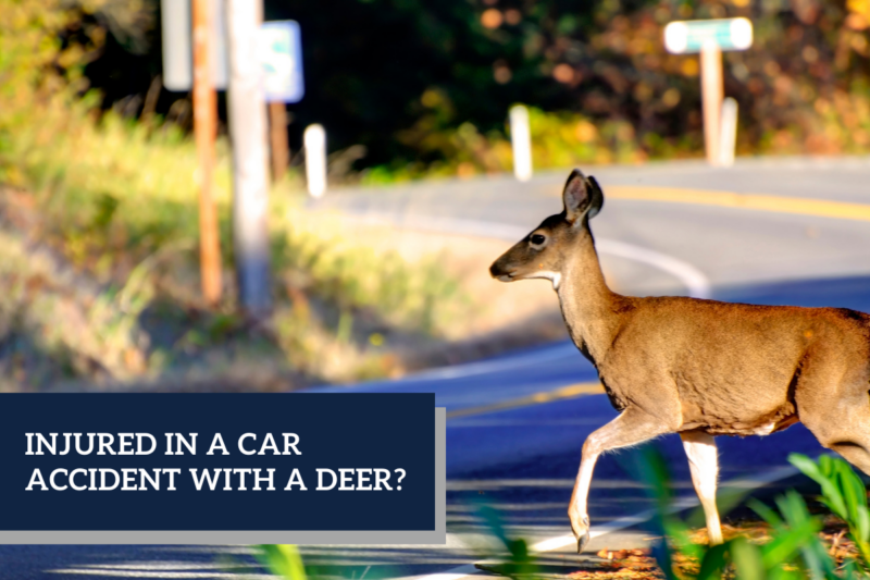 deer crossing a back road in gwinnett county