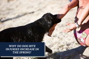 why do dog bite injuries increase in the spring