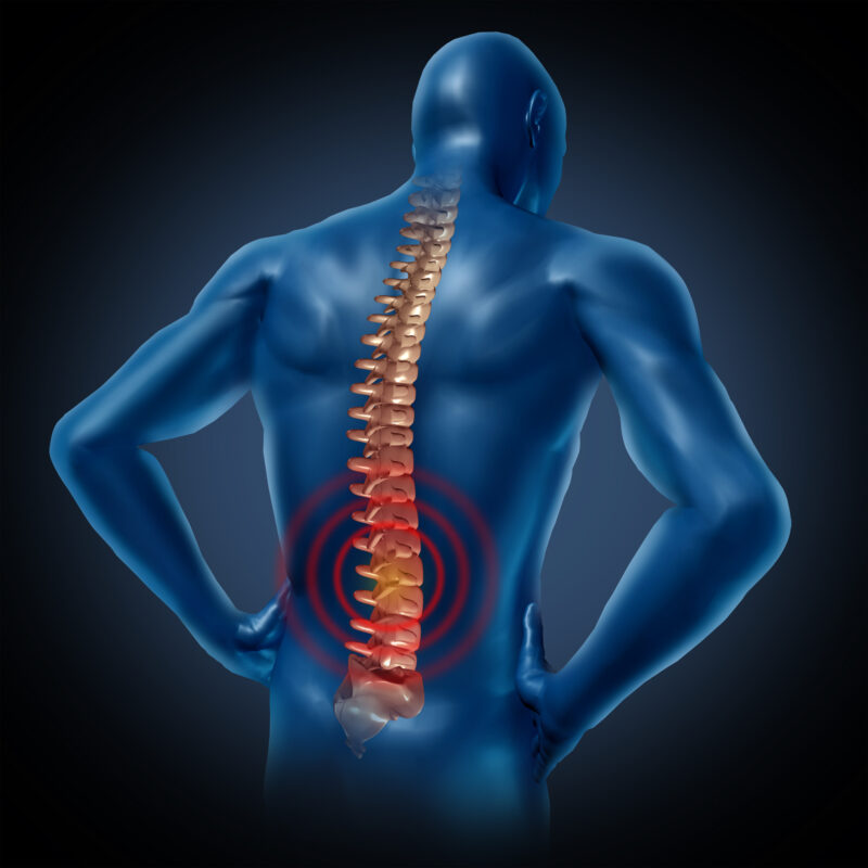 graphic showing the spine