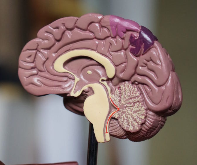 Model of the inside of a brain