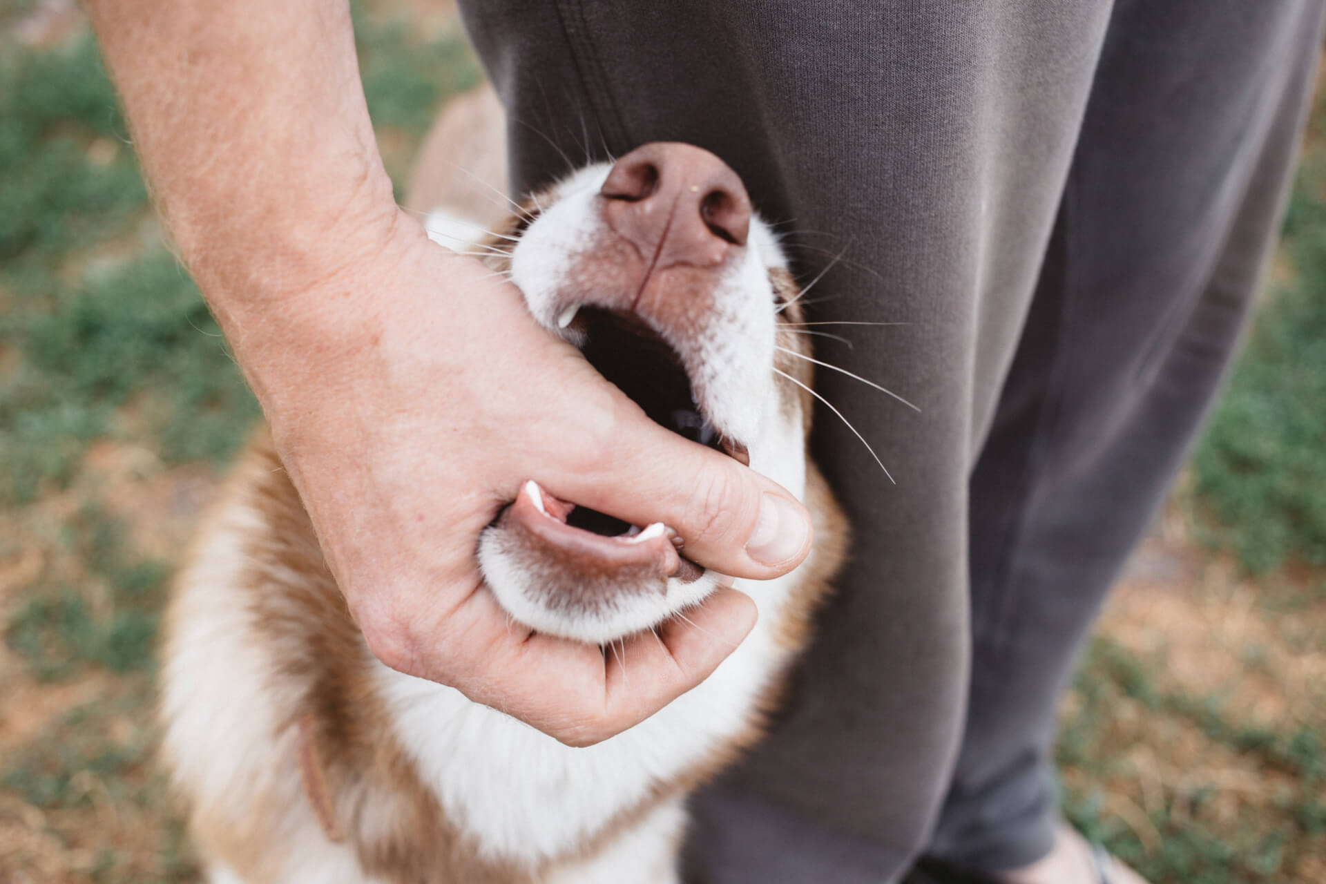 dog with its teeth around a man's thumb