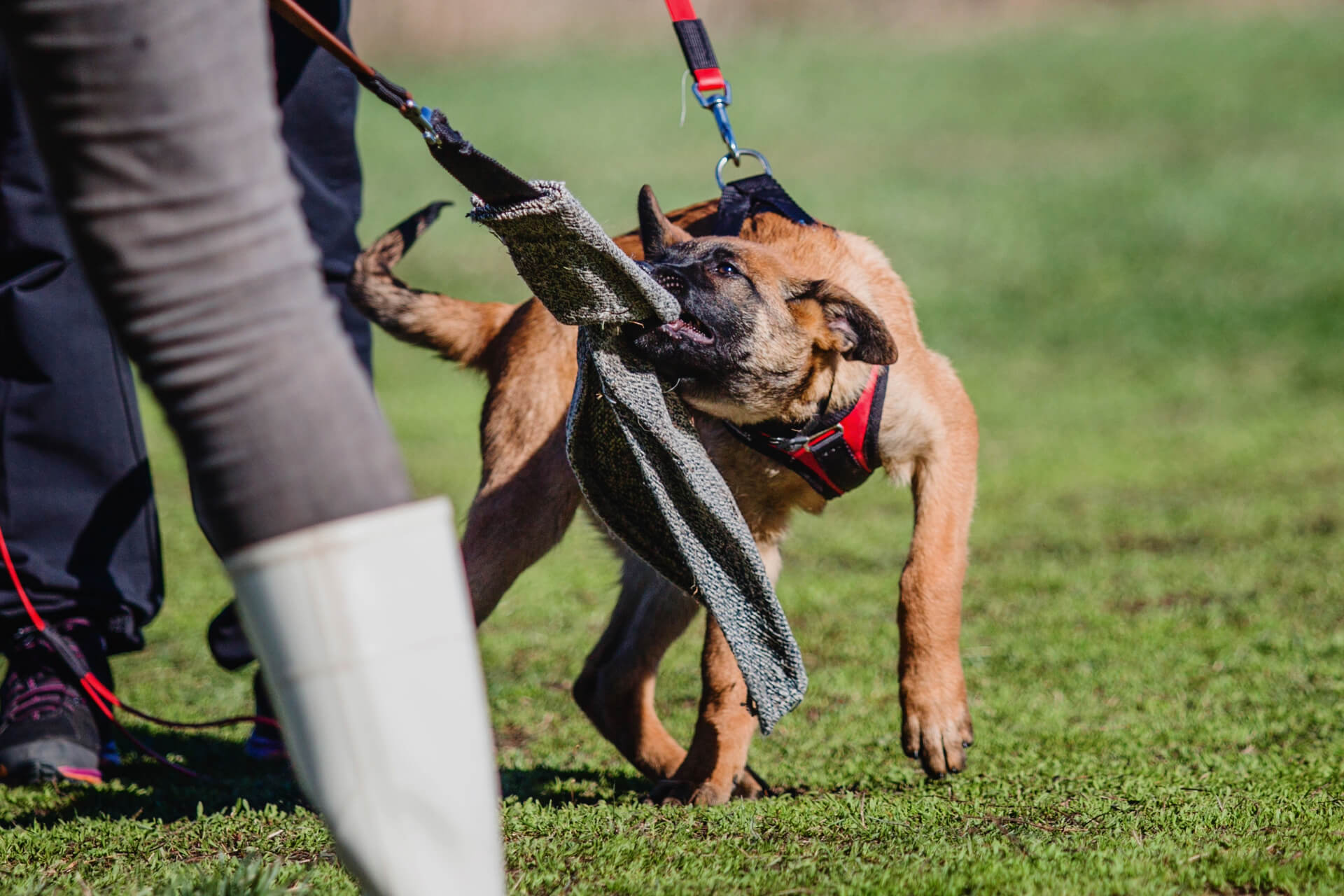 working malinois dog playing with a toy outside